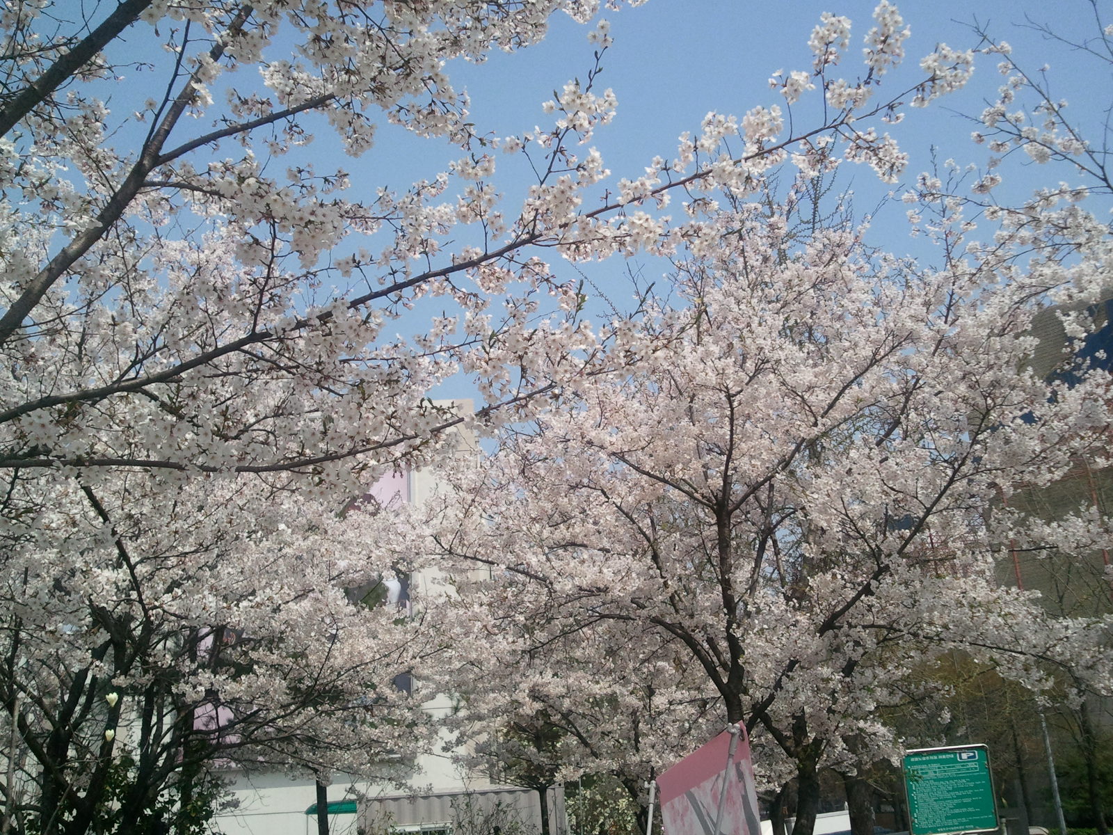 2013년 여의도 벚꽃